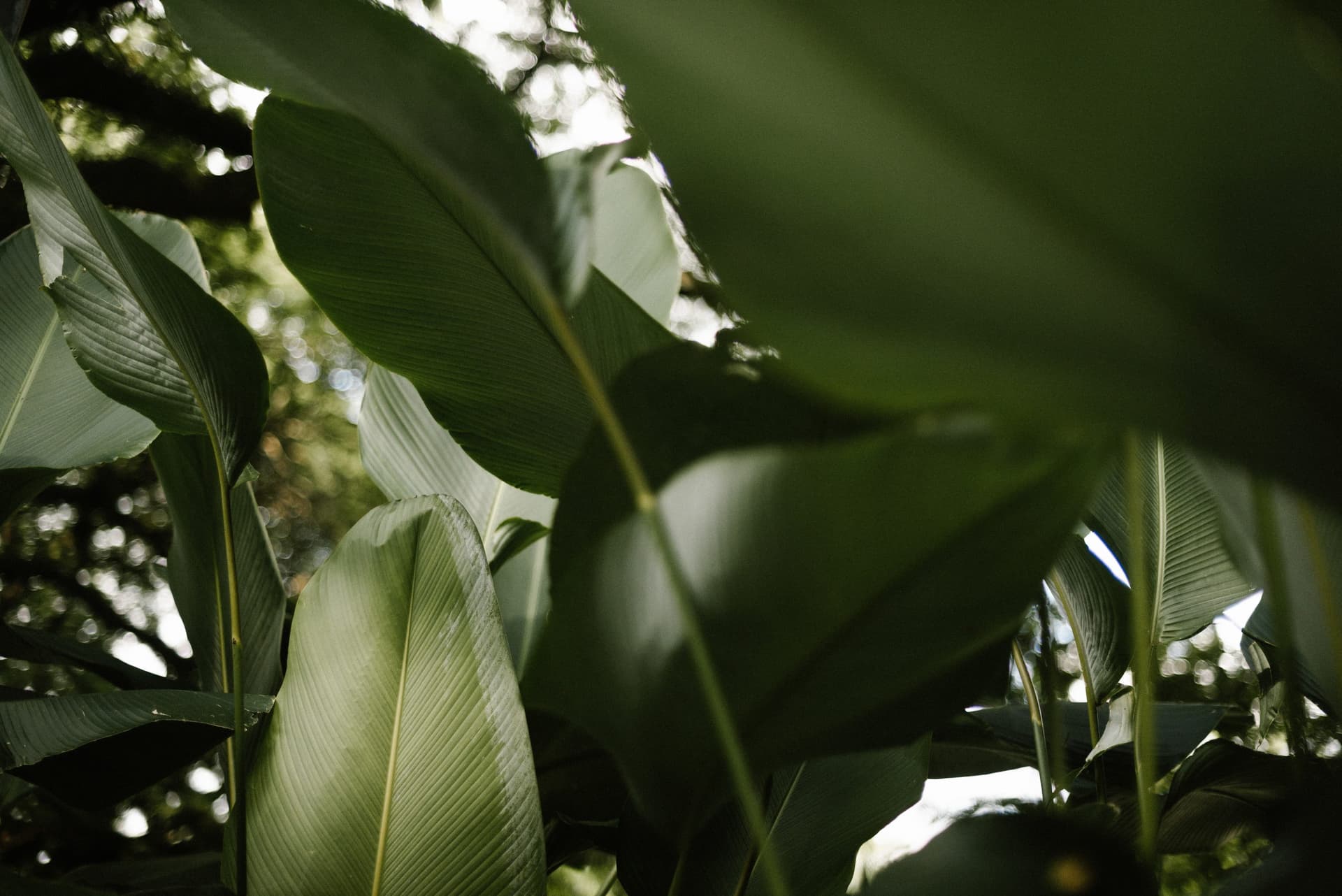 Big green leaves in forest