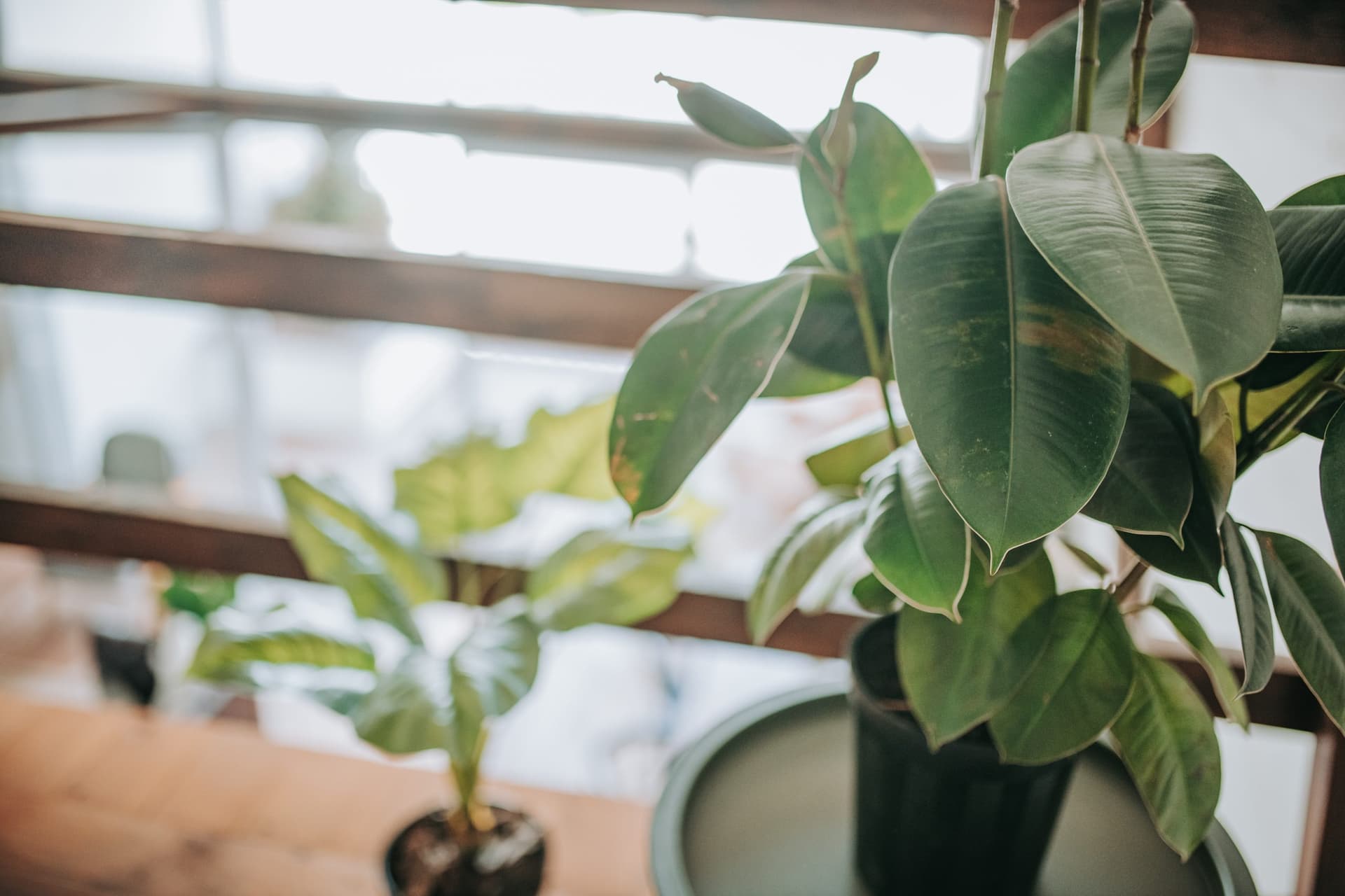 Potted rubber plant on a table beside a bright window
