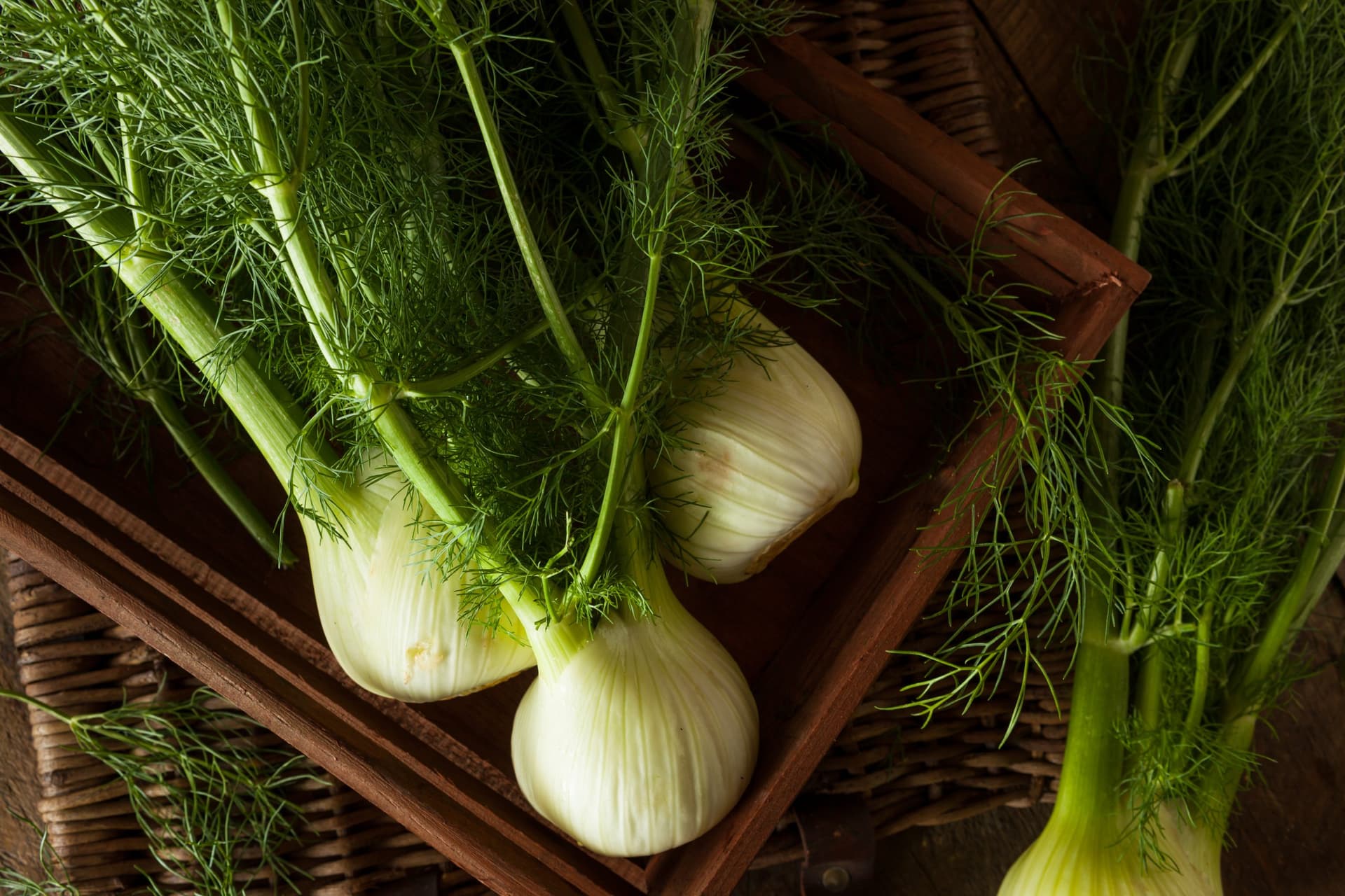 Raw Organic Fennel Bulbs