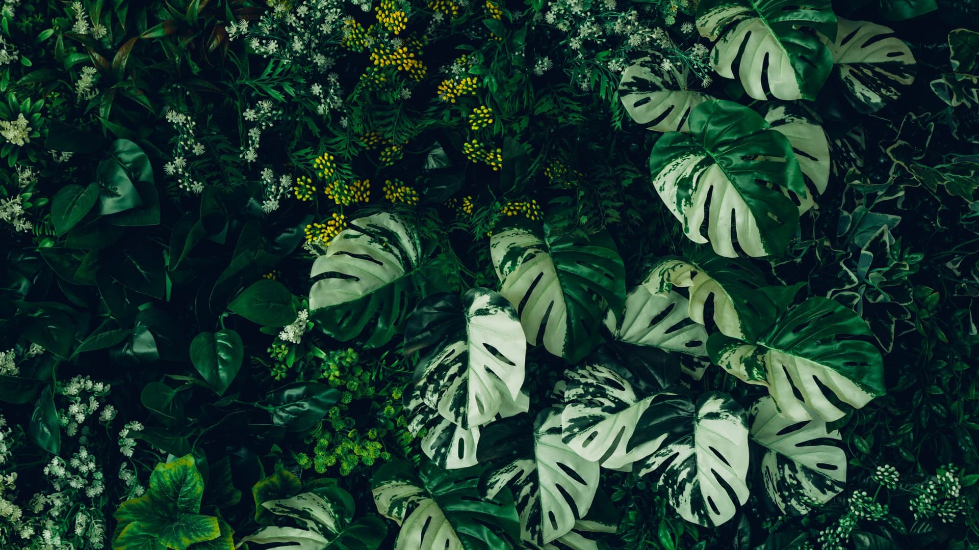 Close up group of background tropical green leaves texture and abstract background. Tropical leaf nature concept.