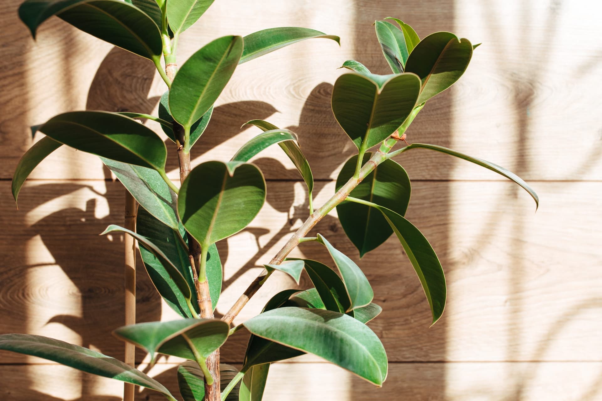 ficus leaves close-up on a wooden background