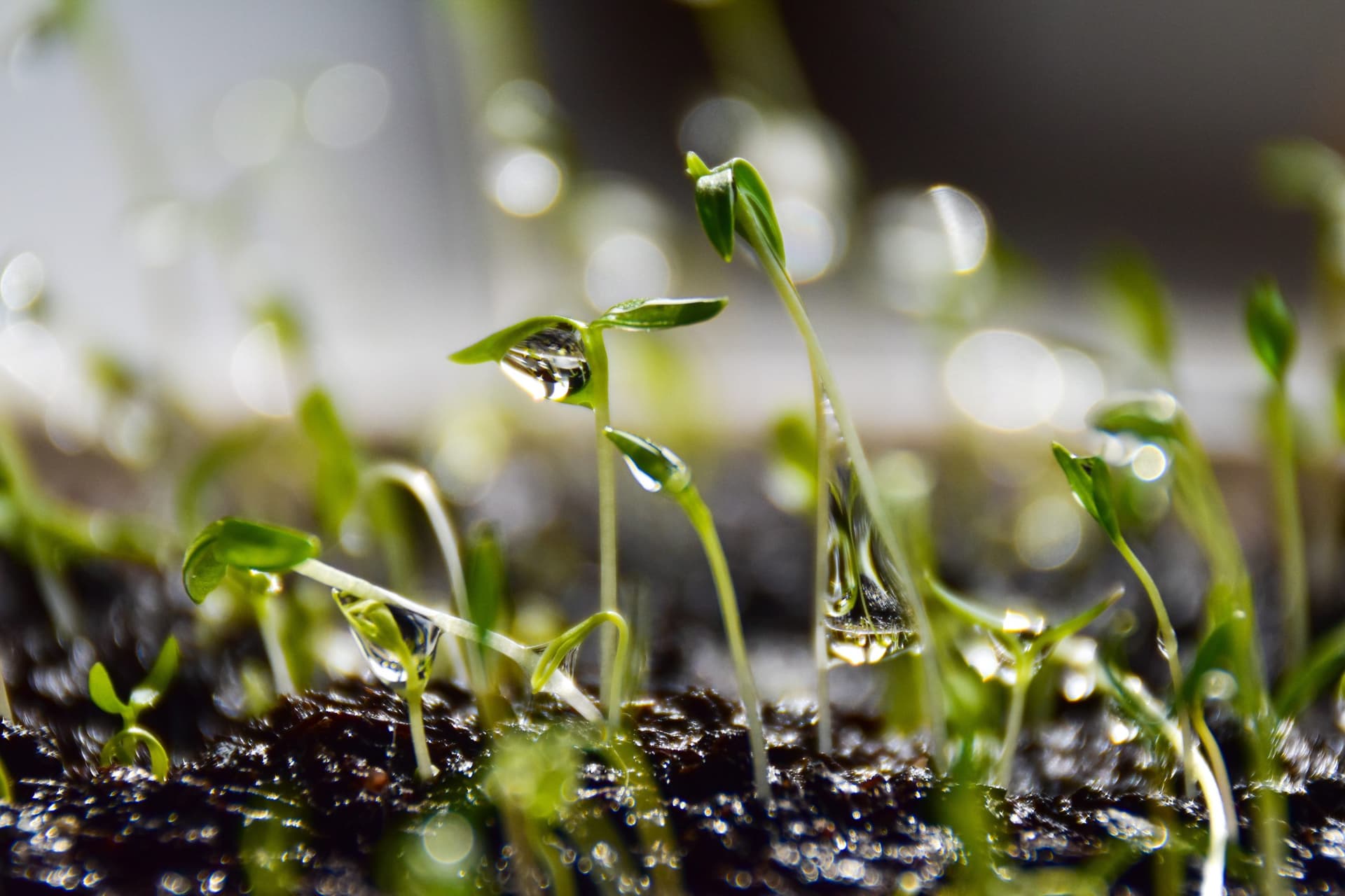 Close-up of parsley seedlings sprouting from dark soil with water droplets