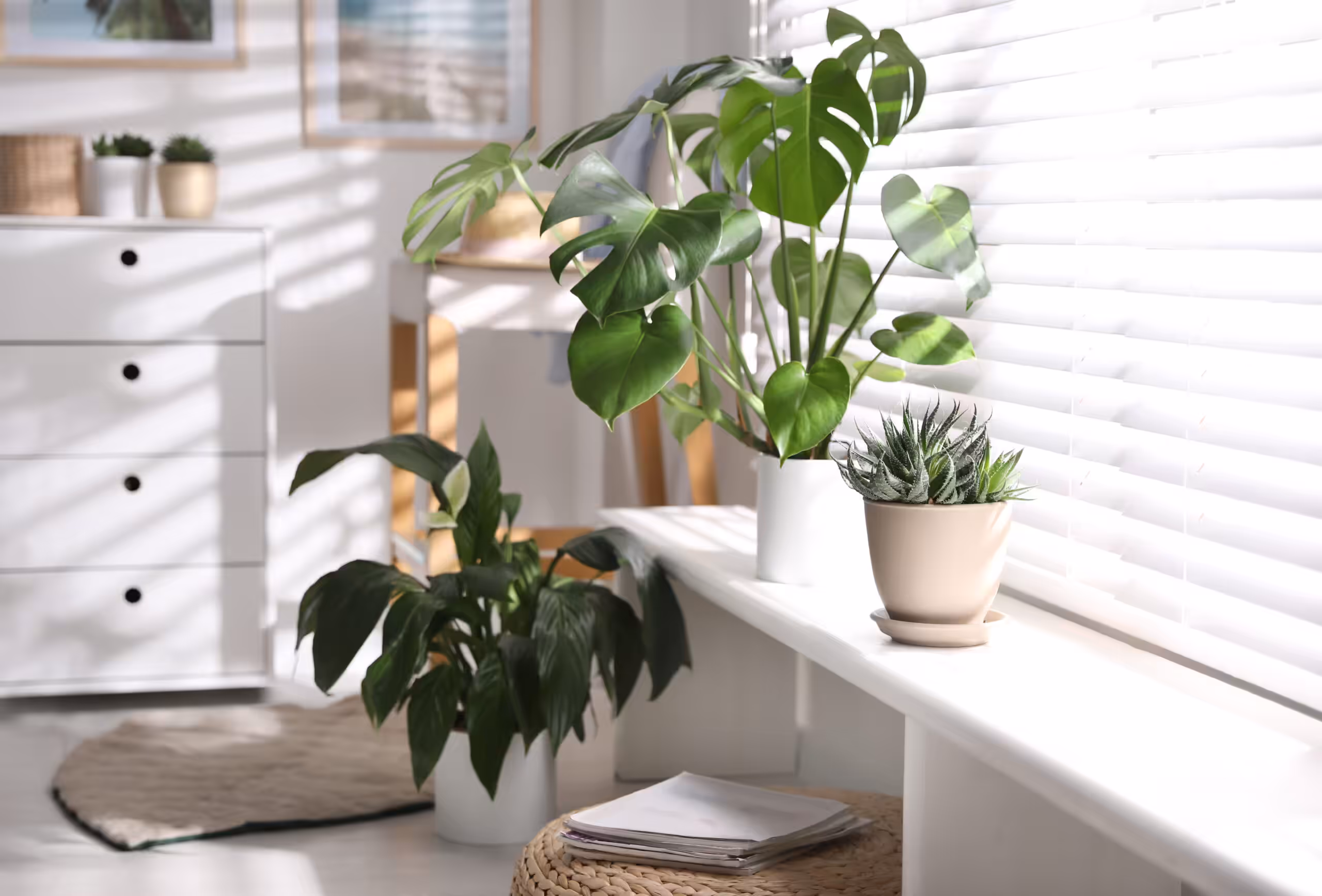 Beautiful potted plants on window sill at home