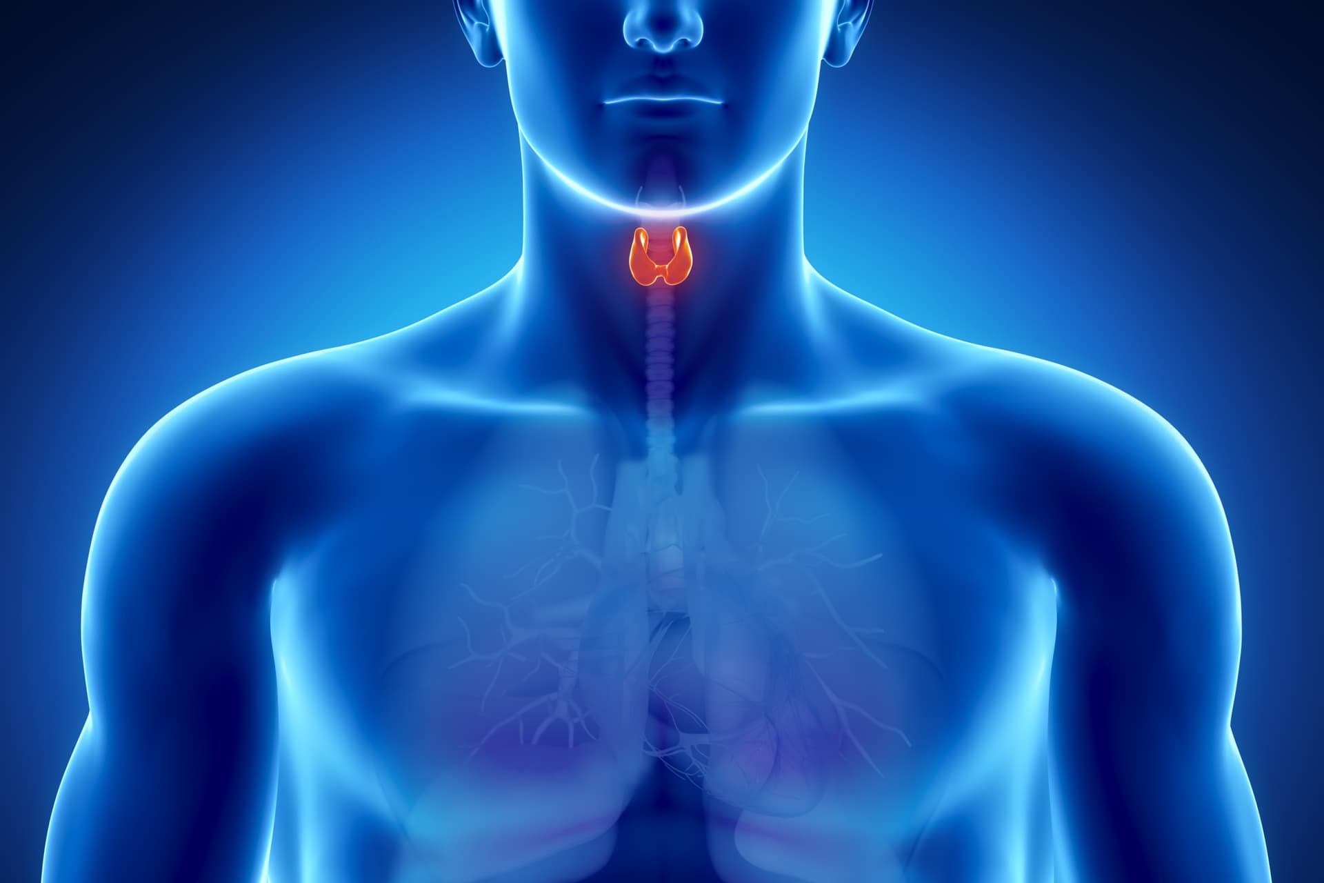 Medical illustration of a human torso with the thyroid gland highlighted at the base of the throat